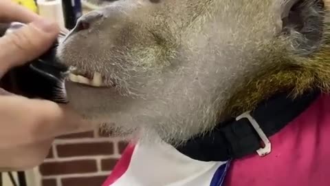 Monkey got angry after a bad haircut from his barber