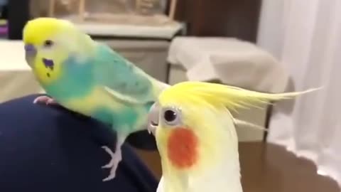 cockatiel and parakeet in funk