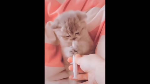 Cat Lovers! 💕 MUST WATCH! Cutest Kittens Ever!
