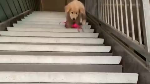 Funny puppy video