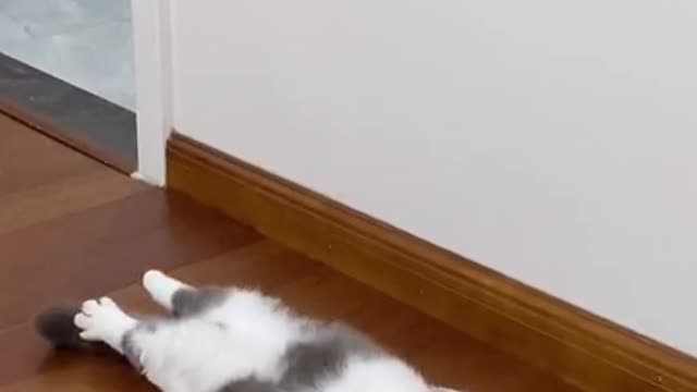 Sleepy Cat Funny Video