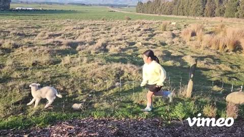 My Daughter Chasing LAMB