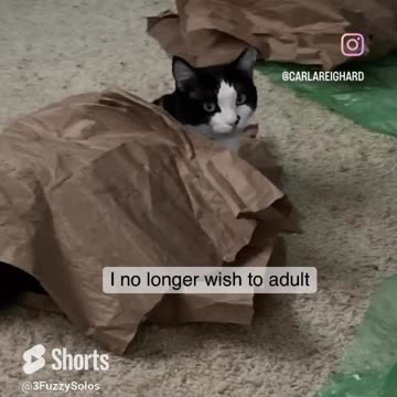 Leia's fluff blanket tortilla