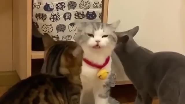 Cute & Crazy Cats Funny Viral Clips😹|| Best #funny Cats #shorts Video😂|| #trending #animals #reels