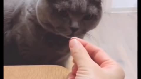 cute funny cat