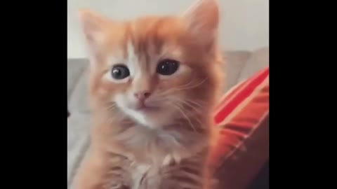 Cute kitten meowing