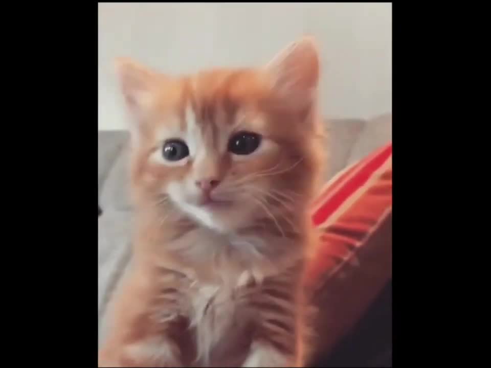 Cute kitten meowing
