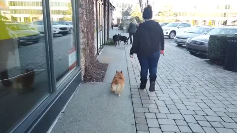Floofy 3.5 Year Old Corgi Dog Training