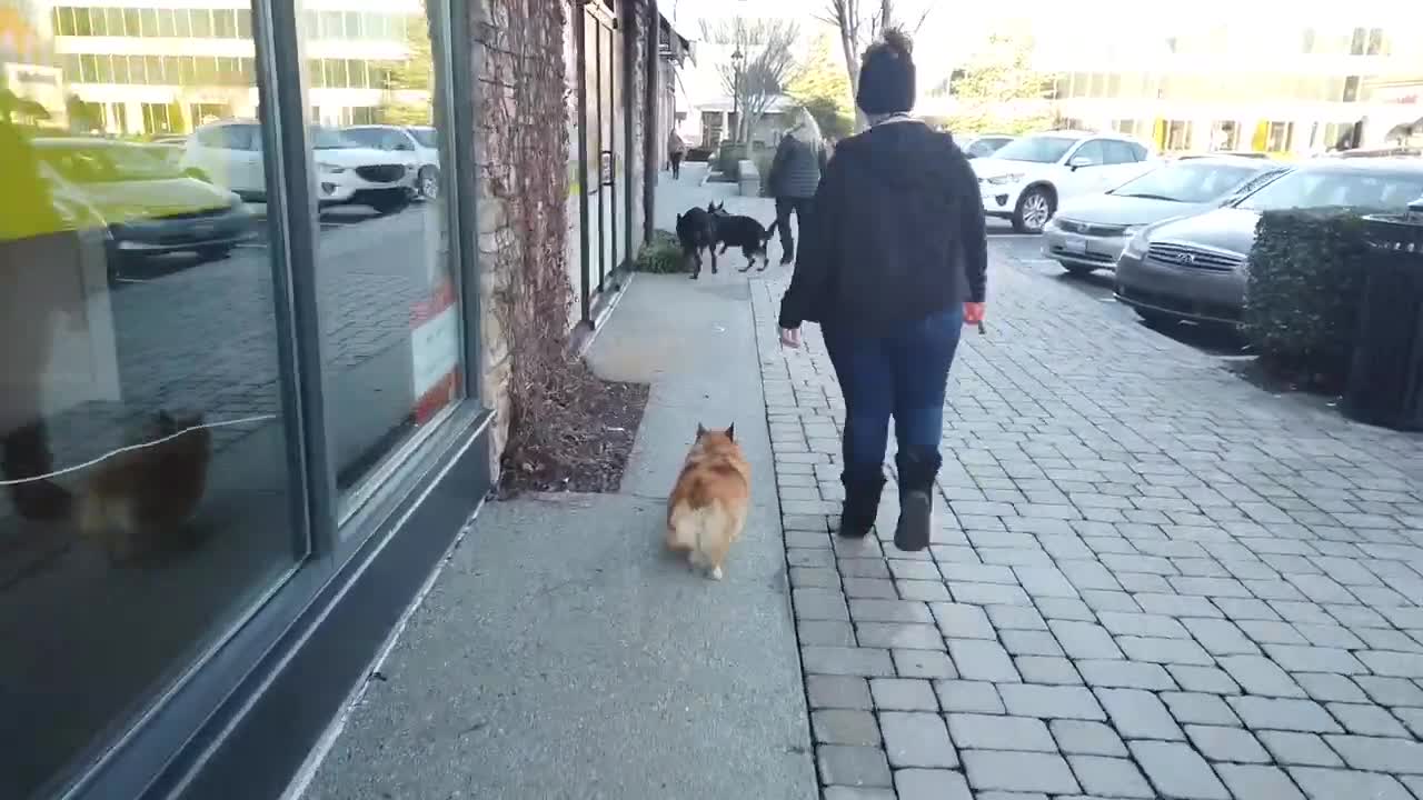 Floofy 3.5 Year Old Corgi Dog Training
