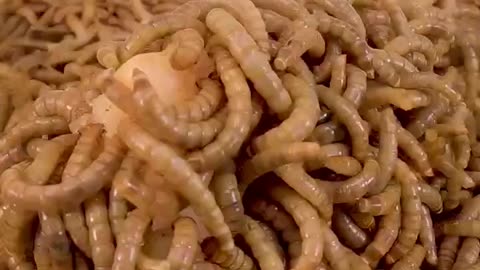 10000 mealworms Vs Cantaloupe