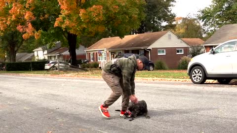 How to train any dog to stop pulling and walk nicely on a loose leash!