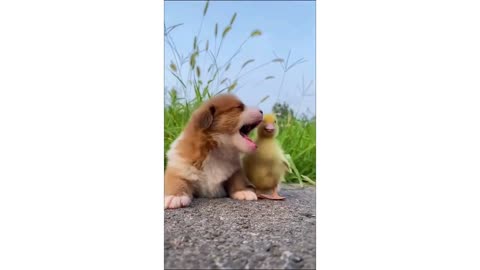 OMG SO CUTE - CUTE AND FUNNY ANIMAL COMPILATION