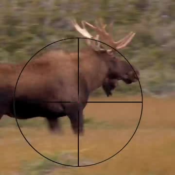 Big_Moose__where_to_shoot____Hunting_Tips___morning_shots_#shorts(720p)