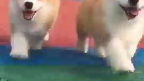 Funny Animal Videos "Hilarious"