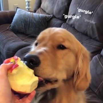 Chomp chomp: Puppy chows down on tasty apple