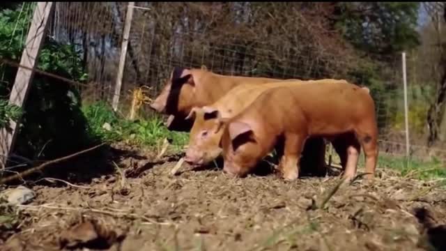 Funny Animals VS Electric Fence Viral Compilation