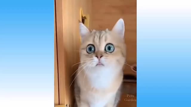 Top Funny Cat Dog Videos of The Weekly