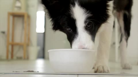 Puppy drinking water