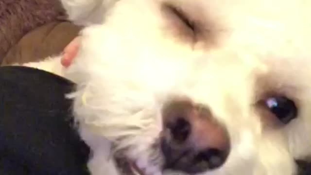 Adorable Puppy Falls Asleep on Camera!