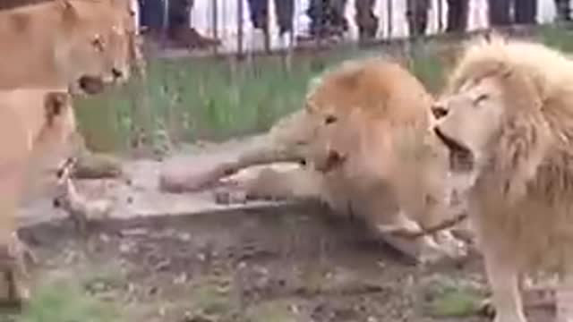 When the lion gets angry