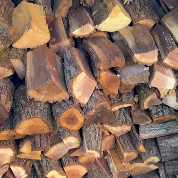 Got Wood 🤪 🪵 Emergency 🚨 B.O.L. Wood