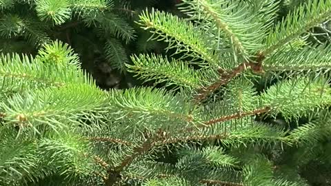 green pine tree