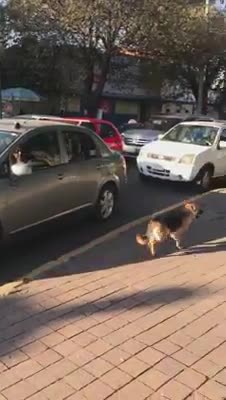 Graban cómo un perro persigue desesperado a su familia después de que lo abandonaran en la calle