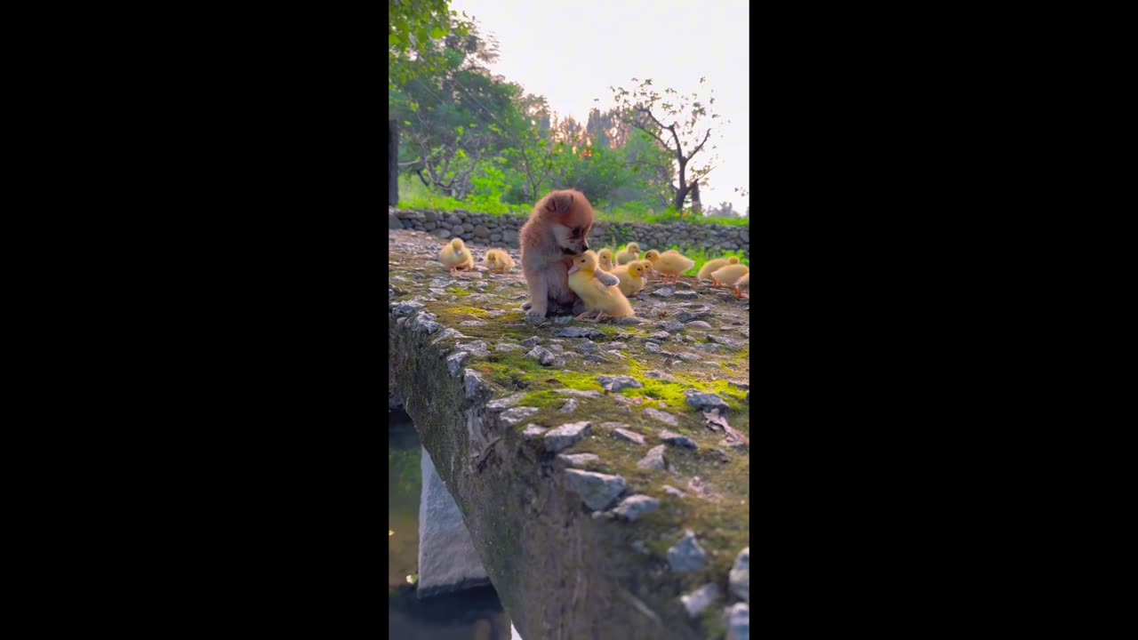 Puppy and duckling playing on the bridge