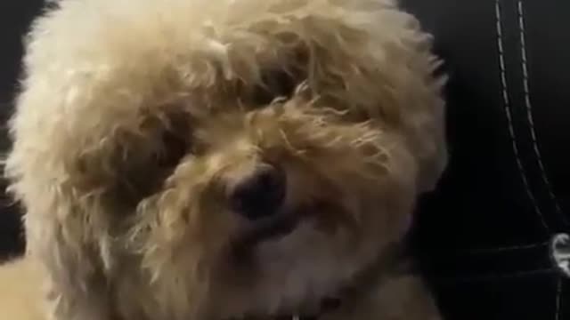 The Best Cute dog reaction - Baby Poodle Dog, Cutest Animal Ever