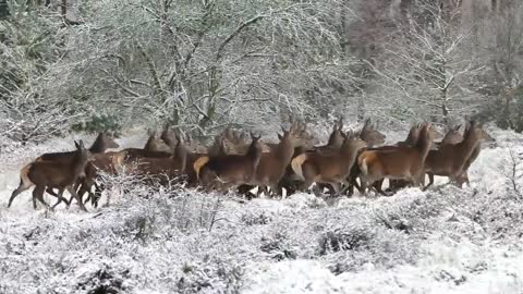 Deer's group Struggling to hide in snow falling