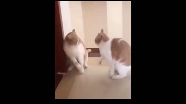 funny cats - try not to laugh _ Zafun _ Episode 2