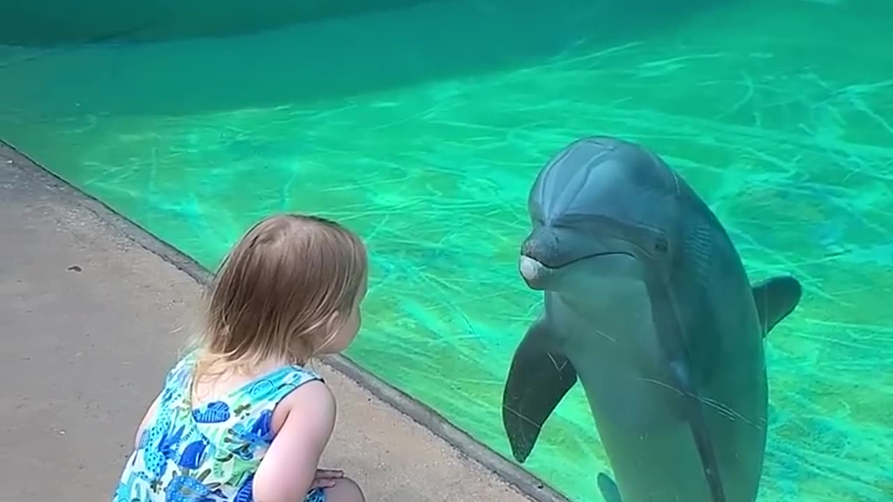 Dolphin befriends little girl