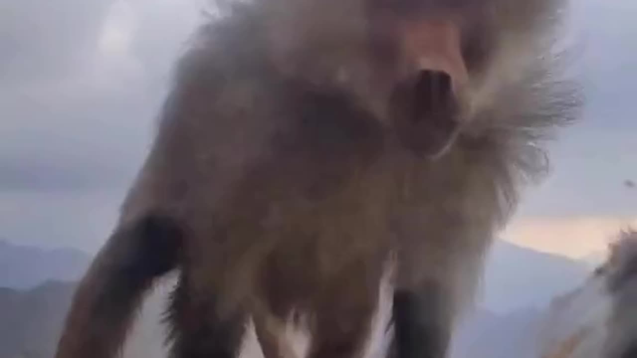 baboon isn't happy at the person in the car