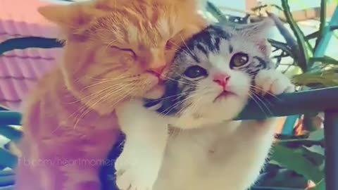 Cat love