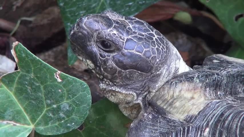 Greek wild turtle