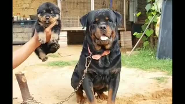 ROTTWEILLER DOG ATTITUDE 😎