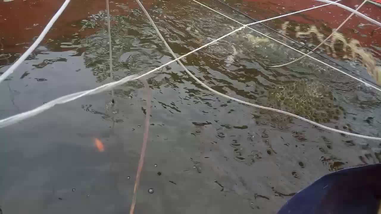 Tilapia hatchery in soil ponds and rearing in tarpaulin ponds with biofloc system