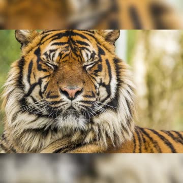 Rare Animals You Need to See! : The Sumatran Tiger