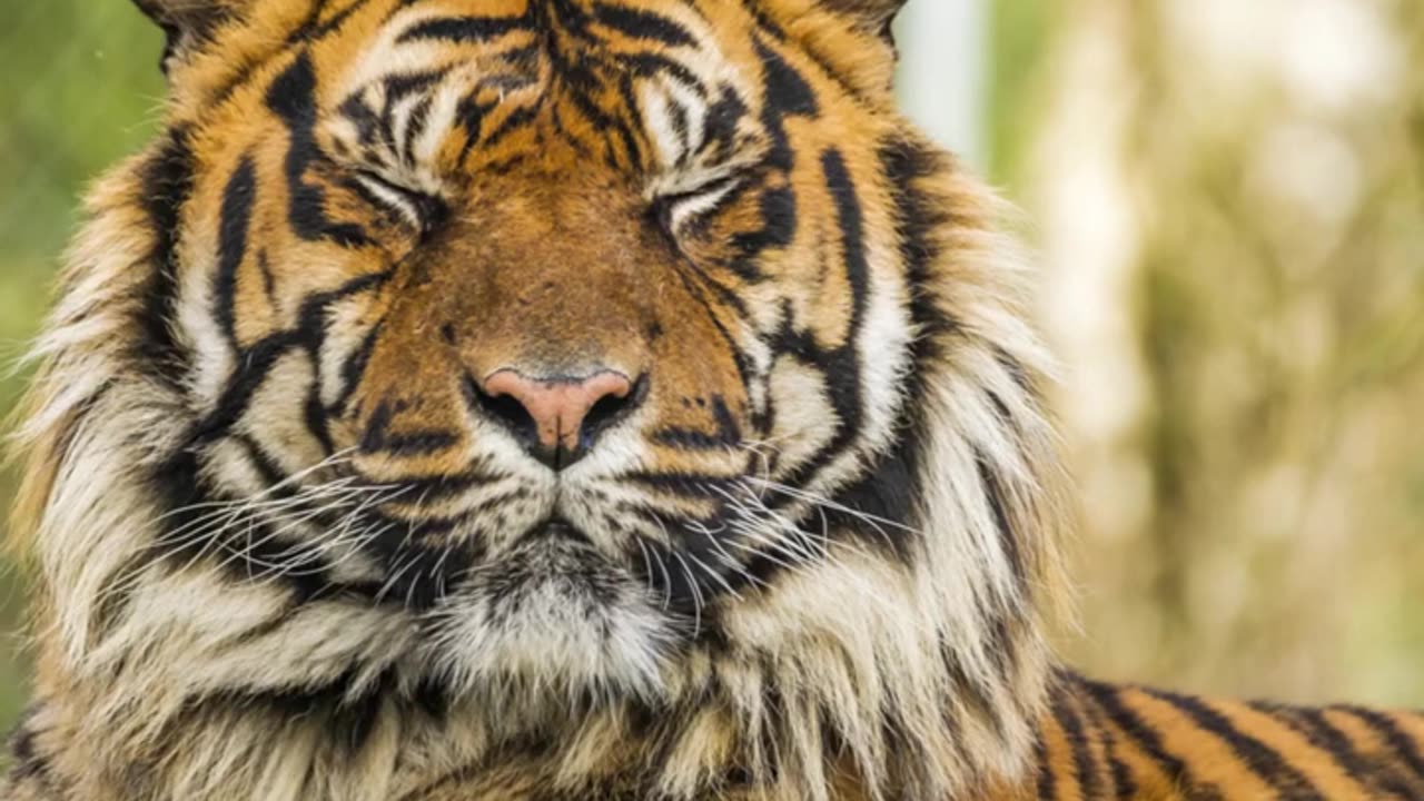 Rare Animals You Need to See! : The Sumatran Tiger