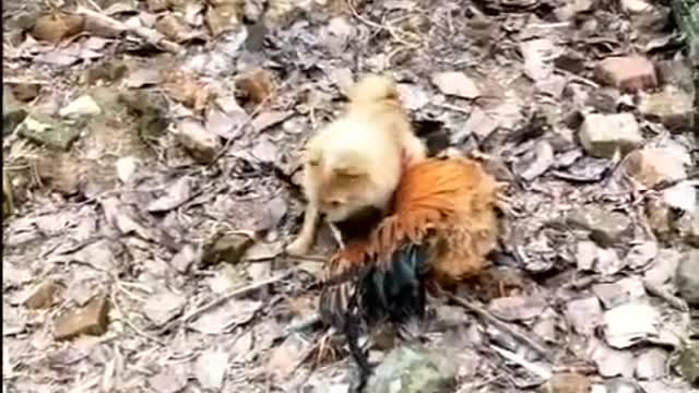 Chicken vs Dog Fight- Funny