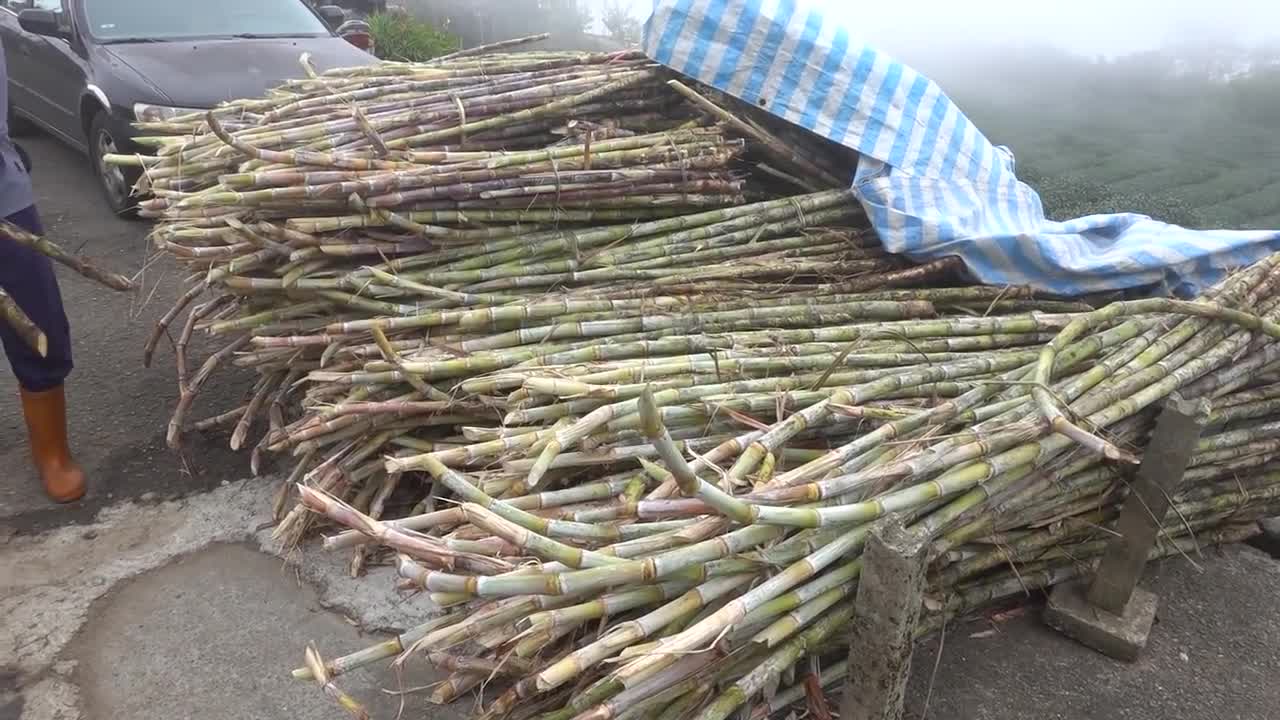 Traditional Brown Sugar Making in Taiwan