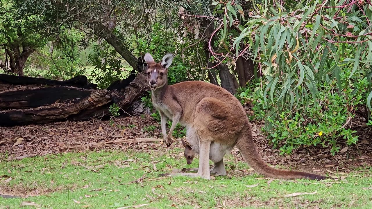 Kangaroos performance videos 💪