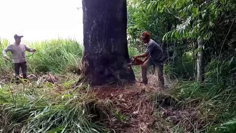 Taking down a big tree. 288 XP Husqvarna