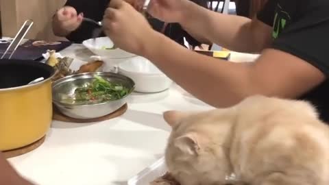 Cat earns a seat at the main table to eat with the humans