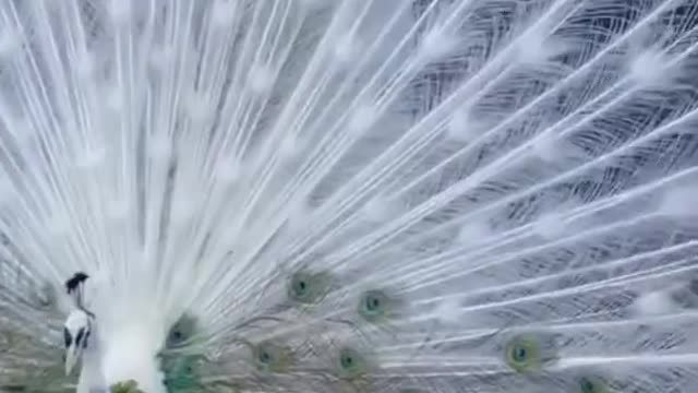 Beautiful peacock feathers