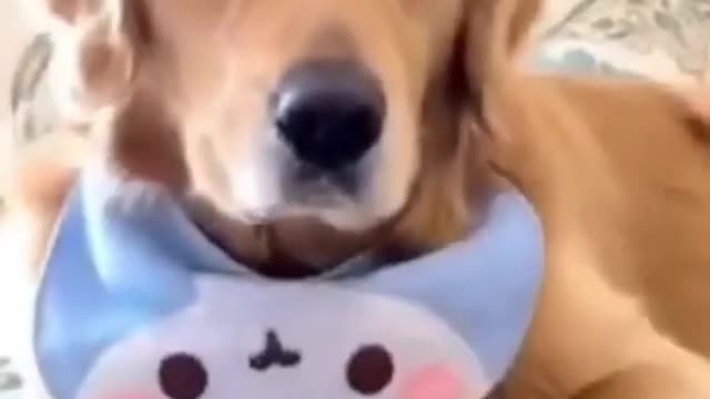 CUTE and FUNNY PETS