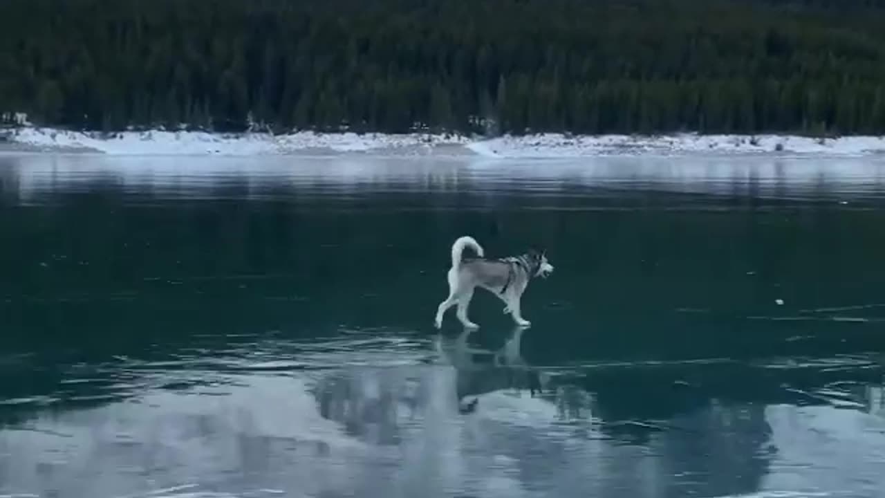 Dog walking in water