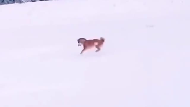 Pets are so cute.