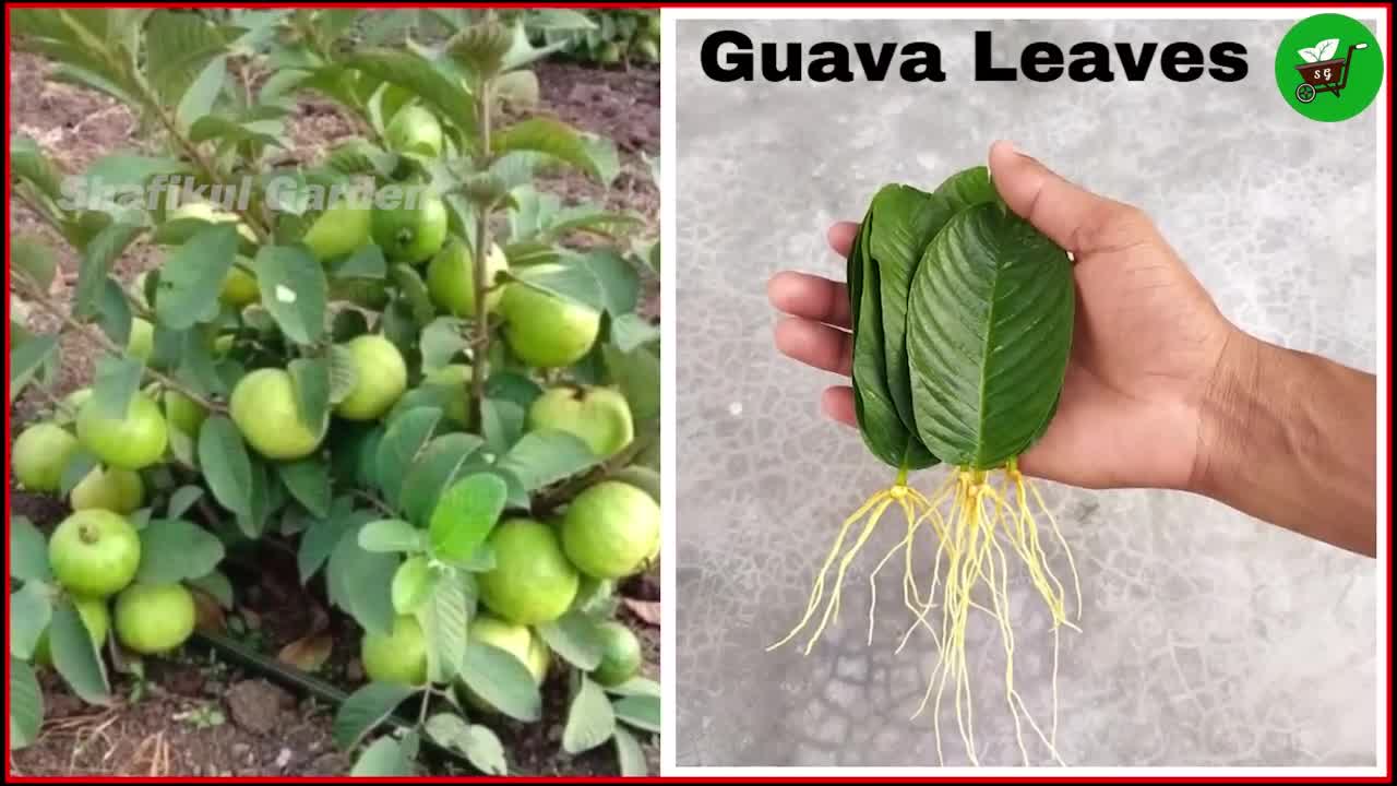 How to grow guava trees from guava leavers