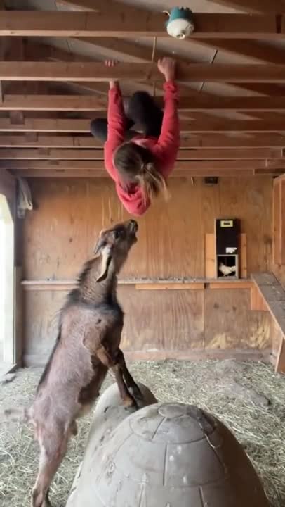 animals goat funny anima videos